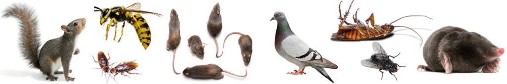 Pest-Control-Warrington-Guardian-Pest-Management-Ltd.