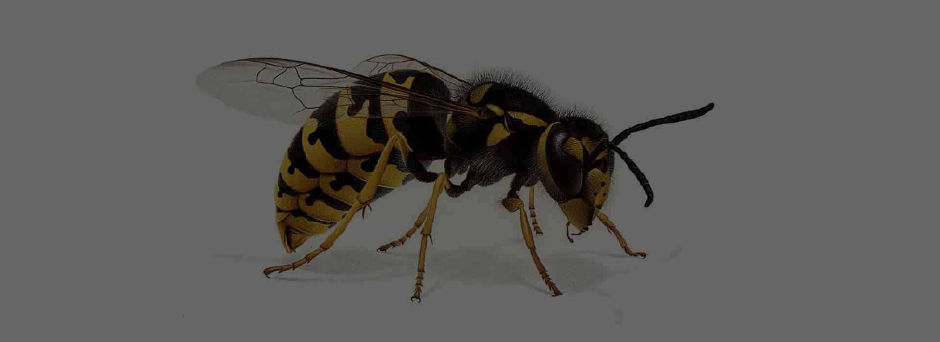 Pest Control - Warrington - Wasp Nest Removal 3