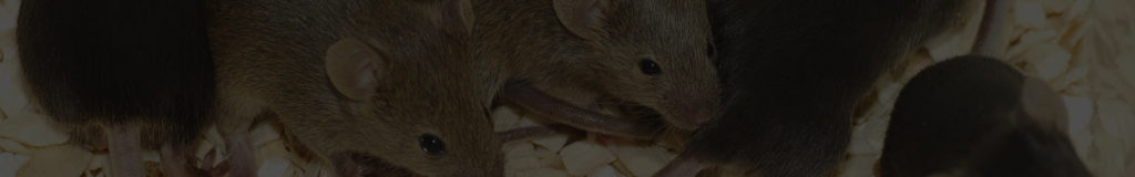 mice control warrington_opt