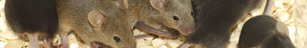 mice control warrington_opt