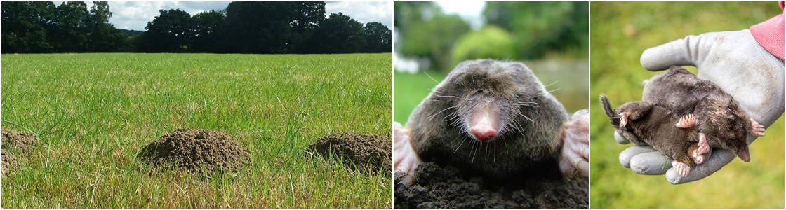 Guardian Pest Management provide Mole Control throughout Warrington, Cheshire and Greater Manchester