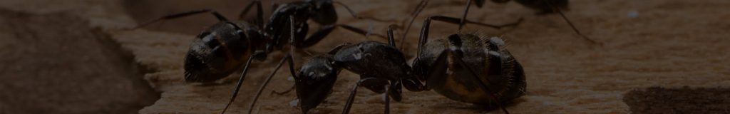 Ant eradication warrington