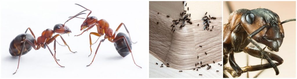Ant infestation Control - Warrington