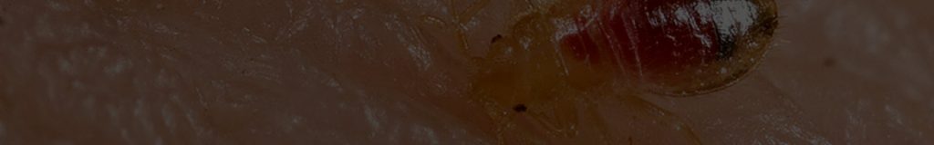 Bed Bug eradication warrington