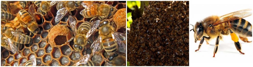 Bee Control - Warrington