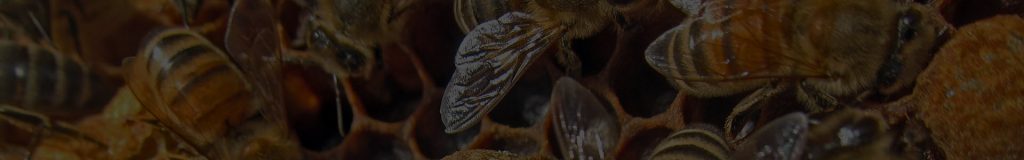 Bees Nest Control - Warrington