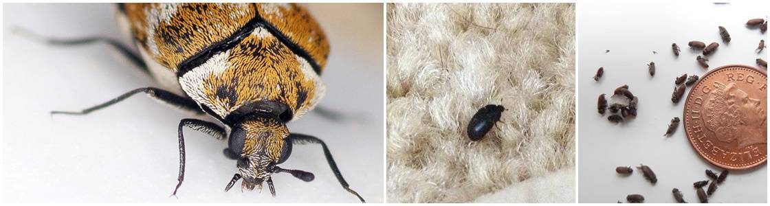 Beetle infestation Control - Warrington
