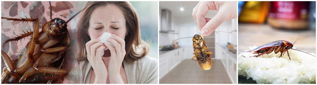 Cockroach infestation Control - Warrington