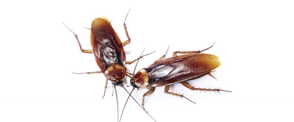 Cockroach-pest-control-Bolton
