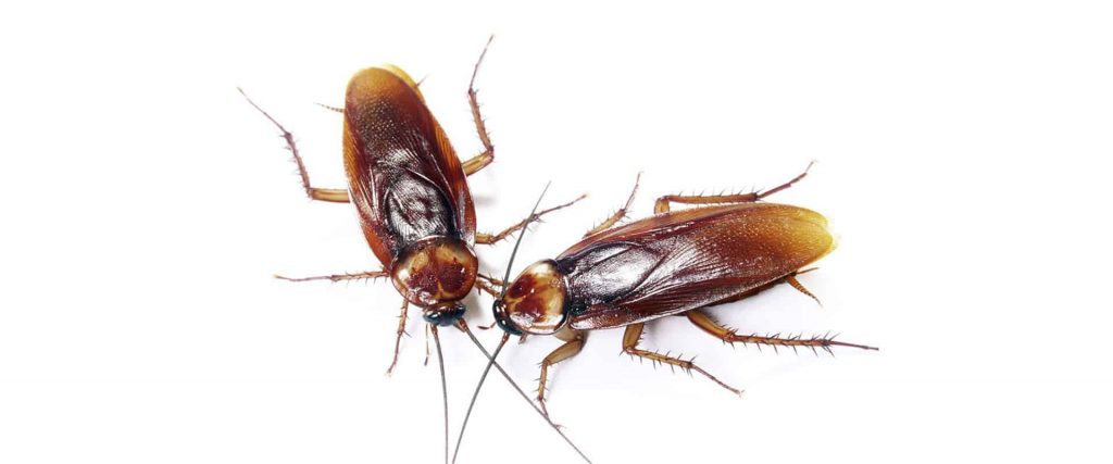Cockroach-pest-control-Salford