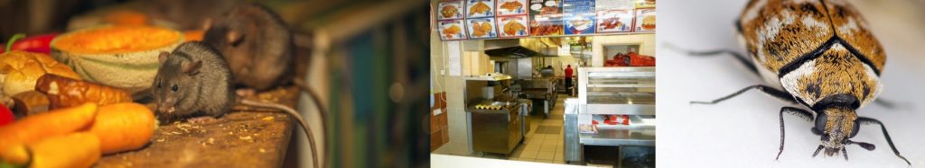 Commercial Pest Control Company in Warrington, Cheshire