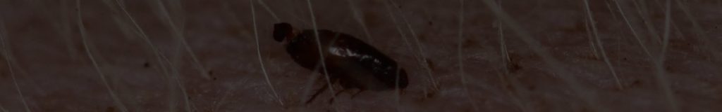 Flea control & removal warrington