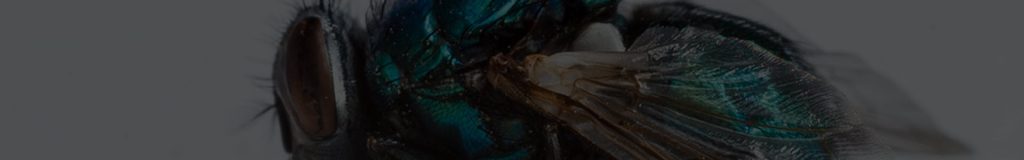 Fly Infestation Control - Warrington