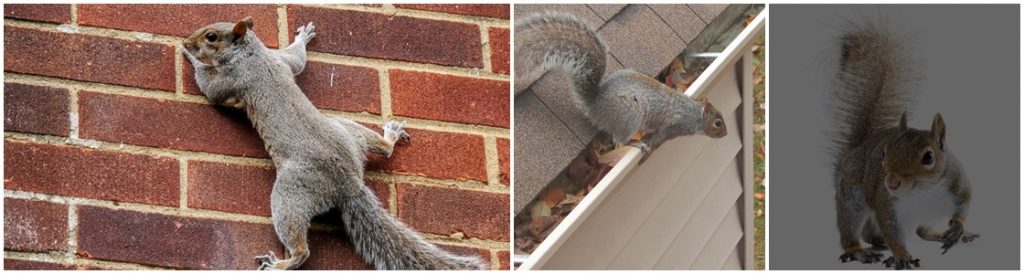 Squirrel Pest Control - Warrington, Cheshire, Greater Manchester
